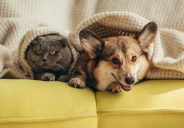 dog and cat under a blanket together