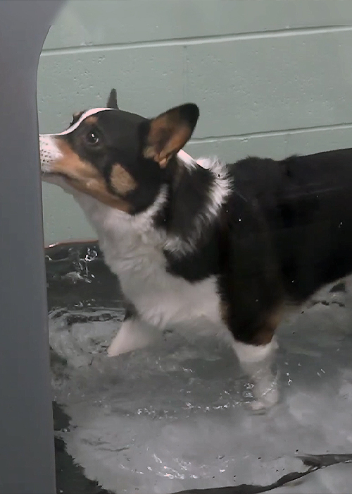 A dog walking on the water treadmill
