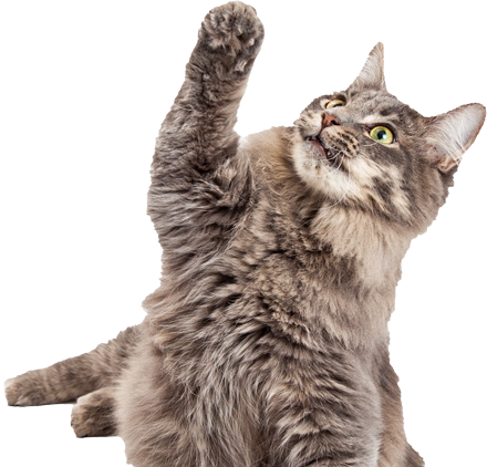 Cat with paw up