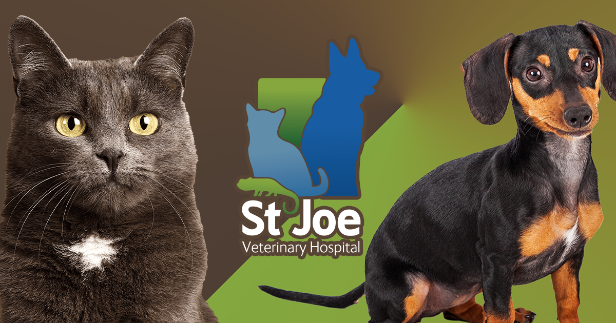 St joe 2024 veterinary clinic